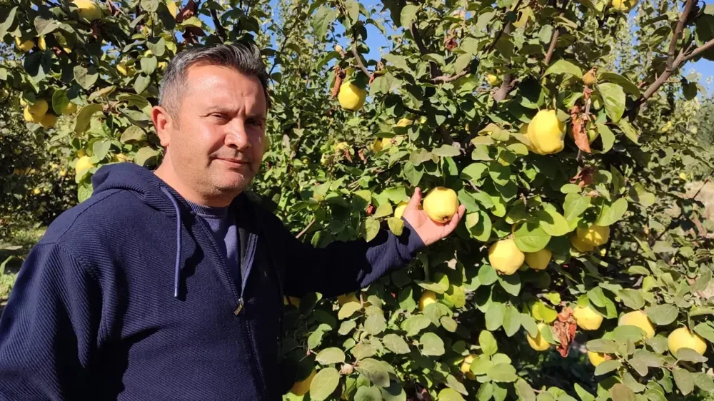 Ayva, üreticisinin yüzünü güldürdü