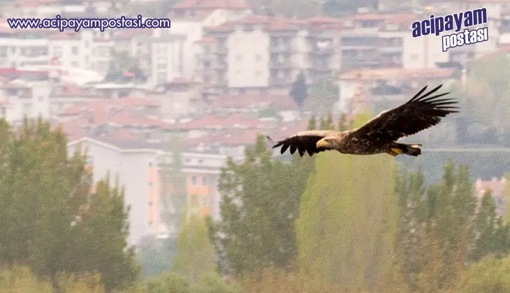 Ak
                    kuyruklu kartal Denizli’de
                    görüntülendi