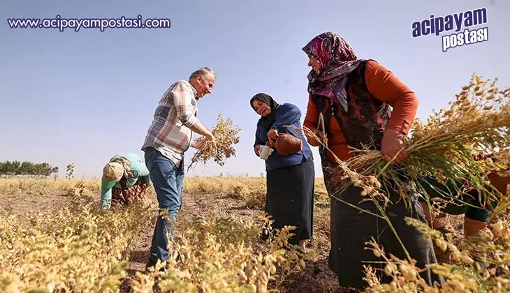 Büyükşehir destekleriyle büyüyen nohut
                    hasadı başladı