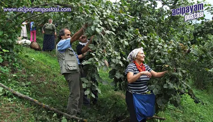 Doğu Karadeniz’de
                    “ganzilis” zamanı