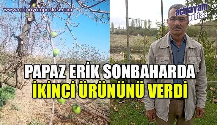 Papaz
                    erik sonbaharda ikinci ürününü
                    verdi