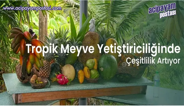 Tropik Meyve Yetiştiriciliğinde
                    Çeşitlilik Artıyor!